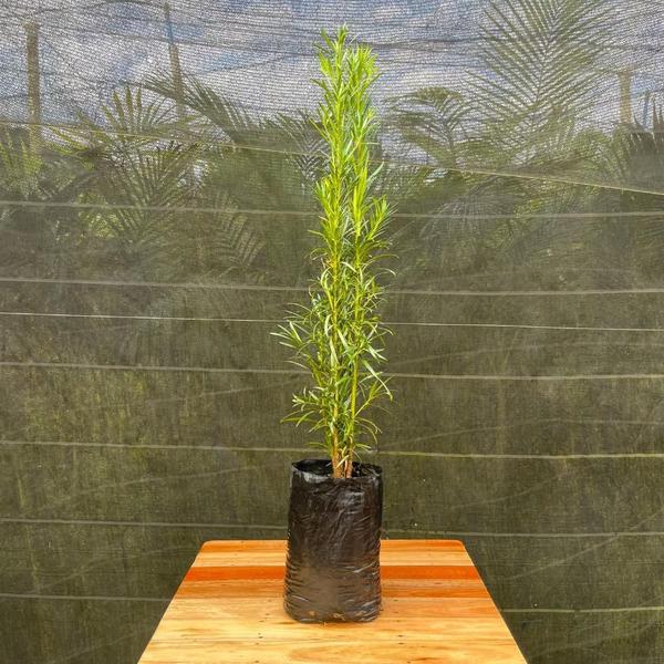 Planta Podocarpo 100cm - AgroJardim Imagem de Planta Podocarpo 100cm