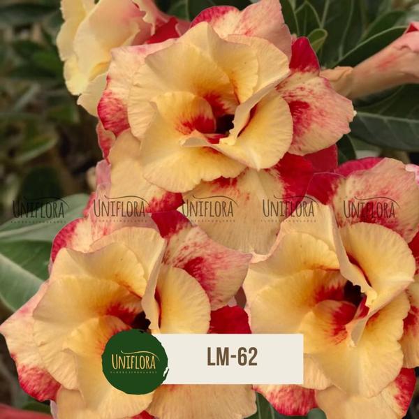 Planta Rosa do Deserto amarela dobrada em buque LM62 - UNIFLORA Imagem de Planta Rosa do Deserto amarela dobrada em buque LM62