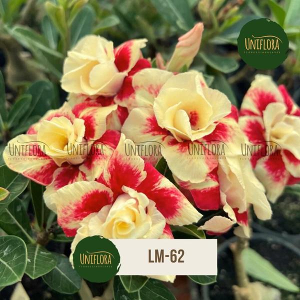 Planta Rosa do Deserto amarela dobrada em buque LM62 - UNIFLORA Imagem de Planta Rosa do Deserto amarela dobrada em buque LM62