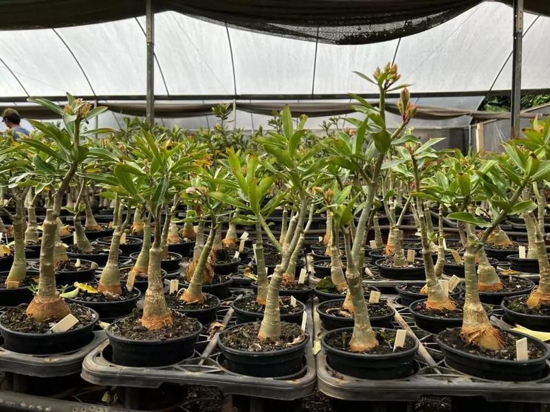 Imagem de Planta Rosa do Deserto BRANCA DOBRADA Perfumada CANAN 15