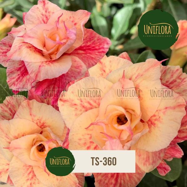 Planta Rosa do Deserto Laranjada TS-360 - UNIFLORA Imagem de Planta Rosa do Deserto Laranjada TS-360