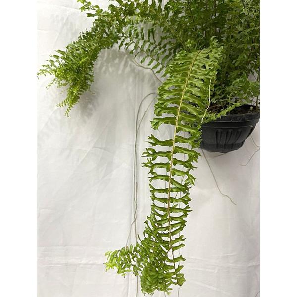 Planta Samambaia Rabo De Sereia Rara Cuia 25 Enraizada Grande - Inspira Flora Imagem de Planta Samambaia Rabo De Sereia Rara Cuia 25 Enraizada Grande