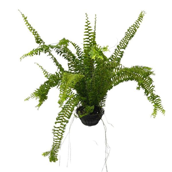 Planta Samambaia Rabo De Sereia Rara Cuia 25 Enraizada Grande - Inspira Flora Imagem de Planta Samambaia Rabo De Sereia Rara Cuia 25 Enraizada Grande