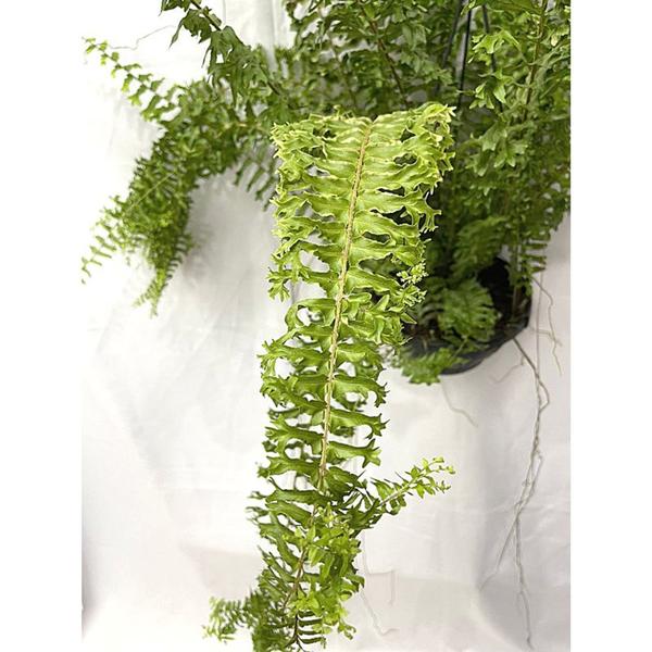 Planta Samambaia Rabo De Sereia Rara Cuia 25 Enraizada Grande - Inspira Flora Imagem de Planta Samambaia Rabo De Sereia Rara Cuia 25 Enraizada Grande