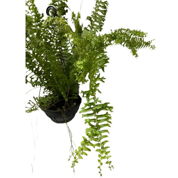 Planta Samambaia Rabo De Sereia Rara Cuia 25 Enraizada Grande - Inspira Flora Imagem de Planta Samambaia Rabo De Sereia Rara Cuia 25 Enraizada Grande