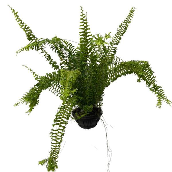 Planta Samambaia Rabo De Sereia Rara Cuia 25 Enraizada Grande - Inspira Flora Imagem de Planta Samambaia Rabo De Sereia Rara Cuia 25 Enraizada Grande