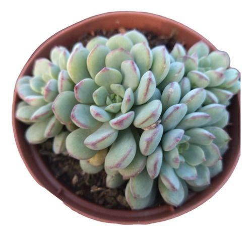 Imagem de Planta Suculenta Echeveria Accolade(colônia)