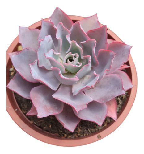 Planta Suculenta Echeveria Afterglow Pote 11 - Suculentas e Cia Imagem de Planta Suculenta Echeveria Afterglow Pote 11