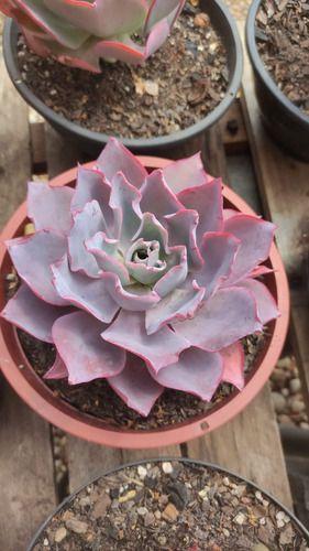 Planta Suculenta Echeveria Afterglow Pote 11 - Suculentas e Cia Imagem de Planta Suculenta Echeveria Afterglow Pote 11