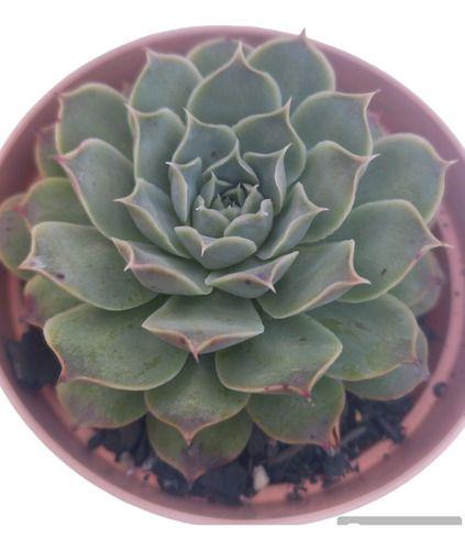 Imagem de Planta Suculenta Echeveria Hialina pote 11