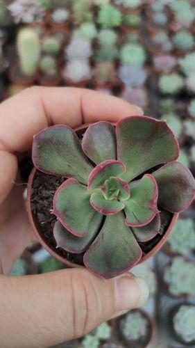 Imagem de Planta Suculenta Echeveria Rauber Pote 6