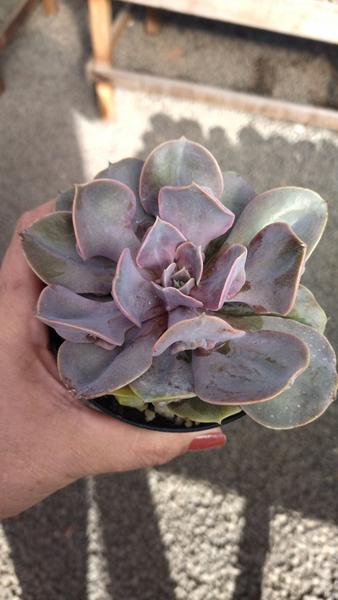 Imagem de Planta Suculenta Echeveria Red Vampire