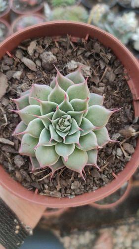 Planta Suculenta Echeveria Sweet Flame - Suculentas e Cia Imagem de Planta Suculenta Echeveria Sweet Flame