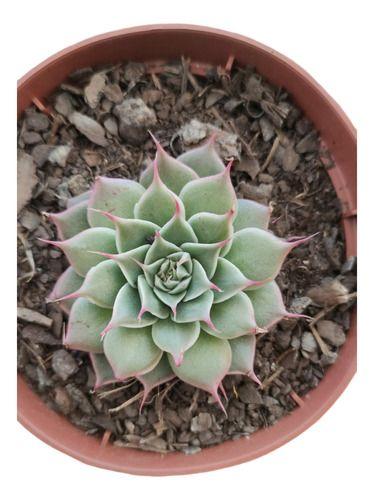 Planta Suculenta Echeveria Sweet Flame - Suculentas e Cia Imagem de Planta Suculenta Echeveria Sweet Flame