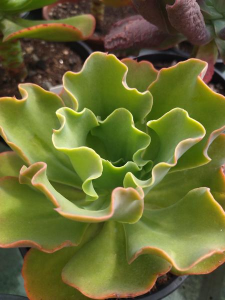 Planta Suculenta Gibbiflora Beach Waves cuia 21 - Suculentas e Cia Imagem de Planta Suculenta Gibbiflora Beach Waves cuia 21