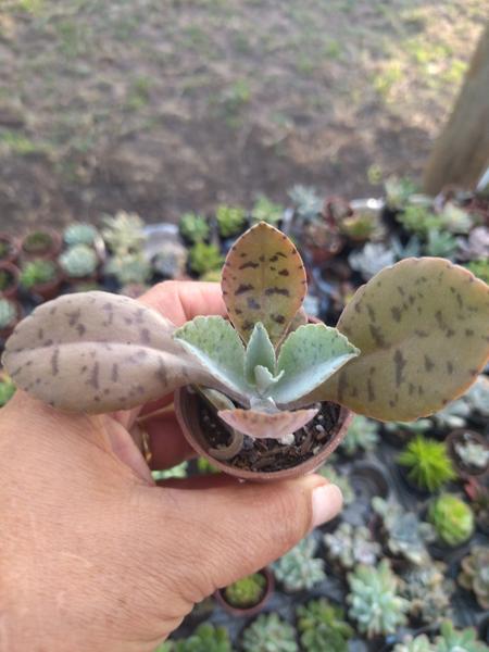 Imagem de Planta Suculenta Kalanchoe Gastonis Bonnieri (orelha de burro)