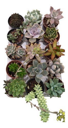 Imagem de Planta Suculenta Kit Com 15 Unidades Sortidas Pote 6