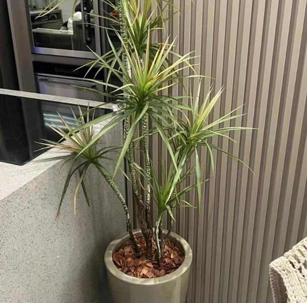 Imagem de Planta yucca artificial 1 mt / sem o vaso