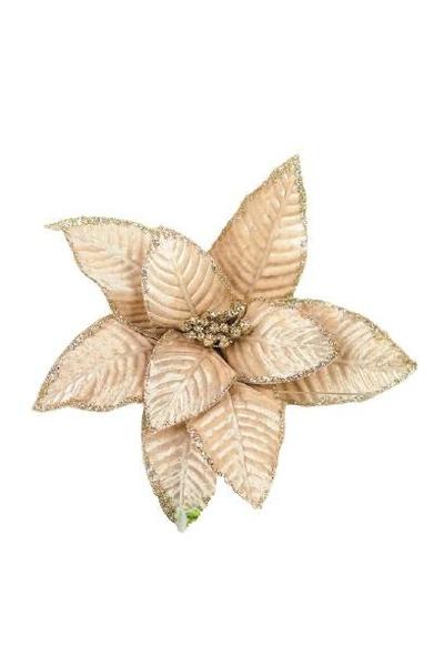 Poinsetia Felice Champanhe - Tok da Casa Imagem de Poinsetia Felice Champanhe