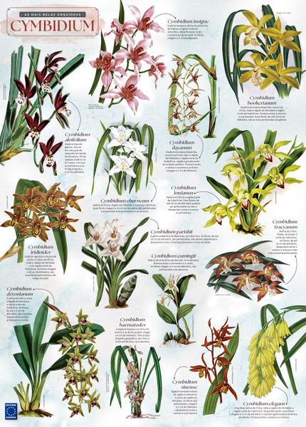 Imagem de Pôster As Mais Belas Orquídeas Cymbidium, Sem Dobras