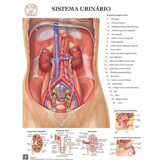 Imagem de Pôster Sistema Urinário