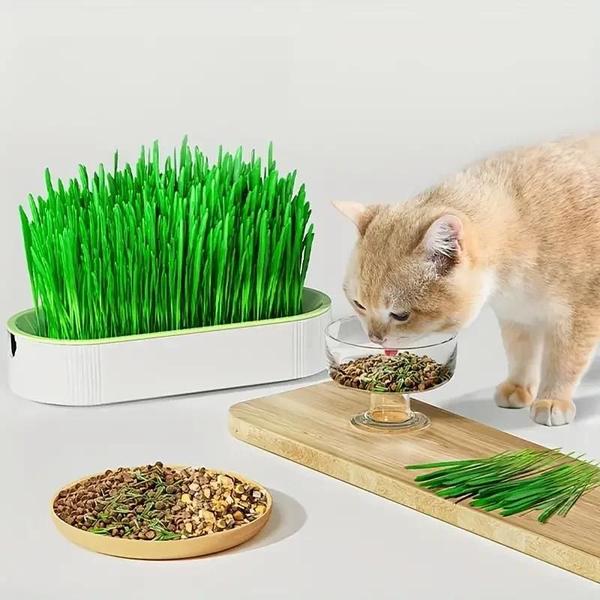 Imagem de Pote de Cultivo de Grama para Gatos - Prato Hidropônico para Germinação