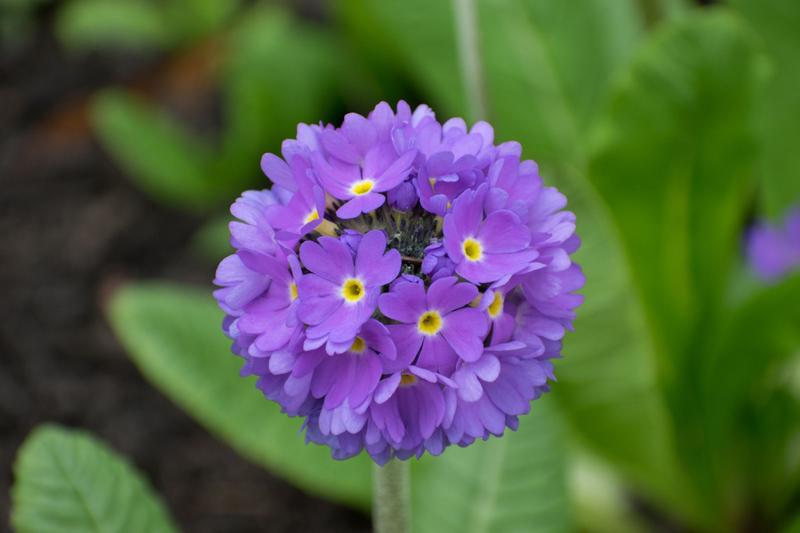 Imagem de Primula - 60mg De Sementes