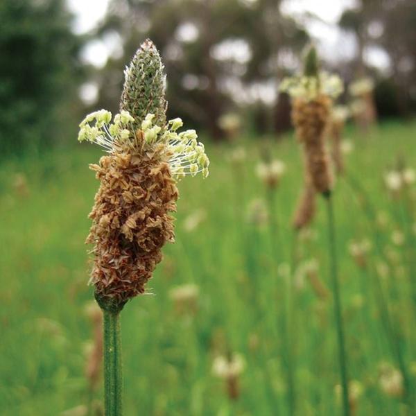 Imagem de Psyllium Husk VELEZ Pouch 200g