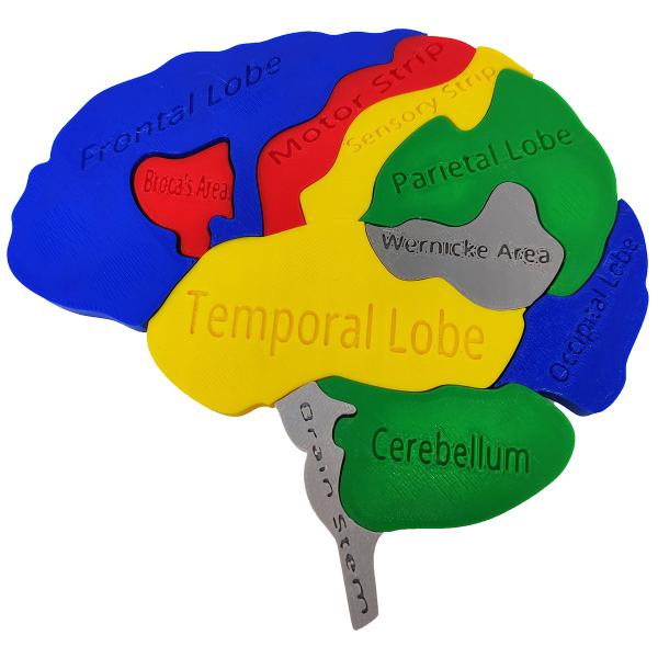 Imagem de Quebra-cabeça Anatomia Cerebral Lóbulos 3D Partes Colorido