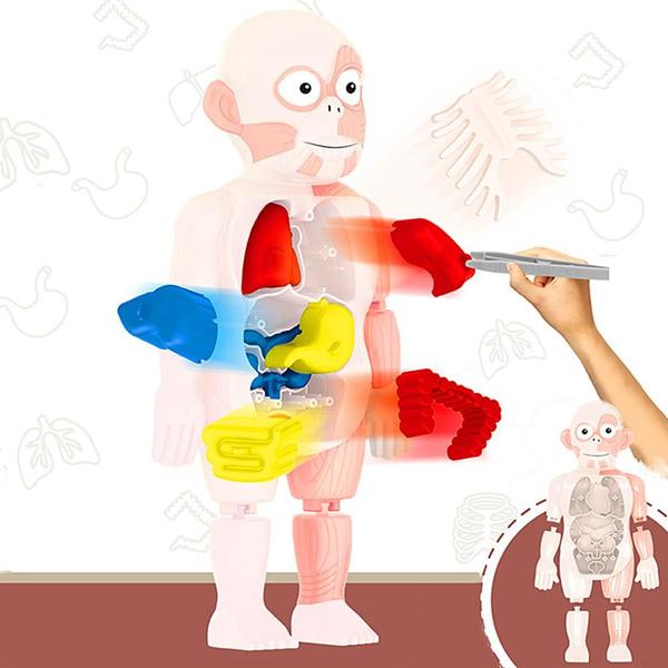 Imagem de Quebra-cabeça: Anatomia do corpo humano, brinquedo, aprendizagem educacional, DIY