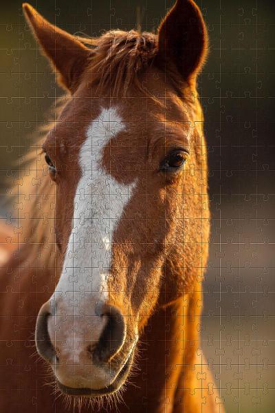 Imagem de Quebra-Cabeça Cognitivo Belo Cavalo 300 Peças