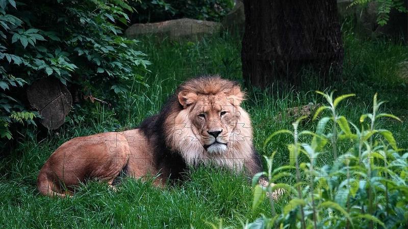 Imagem de Quebra-Cabeça Cognitivo Reabilitação Idosos Animais 60 Peças