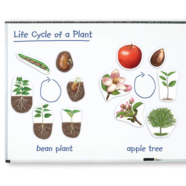 Imagem de Recursos de aprendizagem do ciclo de vida da planta magnética 12 peças