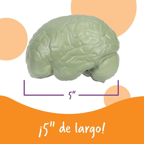 Imagem de Recursos de aprendizagem do modelo cerebral, seção transversal, 2 peças 7 ou mais