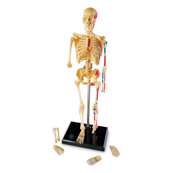 Imagem de Recursos de aprendizagem do Skeleton Model em miniatura de 41 peças de 23 cm