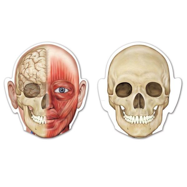 Imagem de Recursos magnéticos de aprendizagem do corpo humano com 90 cm de altura e 17 peças