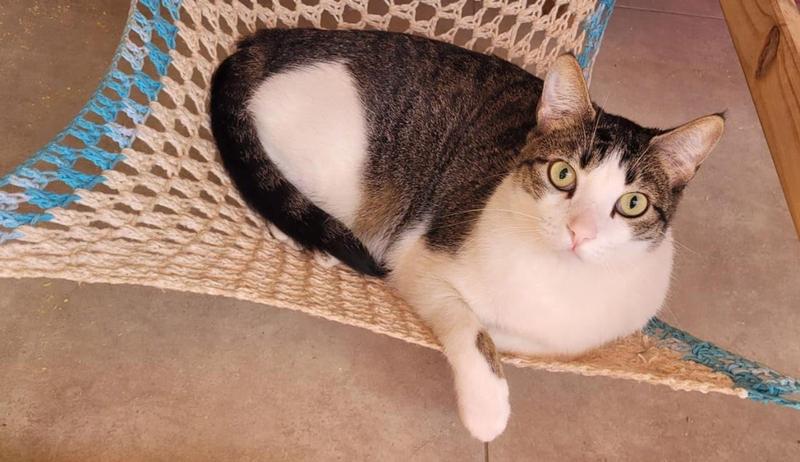 Rede para Gatos em crochê 30 x 30cm em malha com cores variadas - Ronronaria Imagem de Rede para Gatos em crochê 30 x 30cm em malha com cores variadas