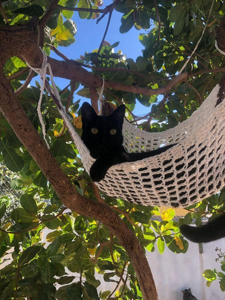 Rede para Gatos em crochê 30 x 30cm em malha com cores variadas - Ronronaria Imagem de Rede para Gatos em crochê 30 x 30cm em malha com cores variadas