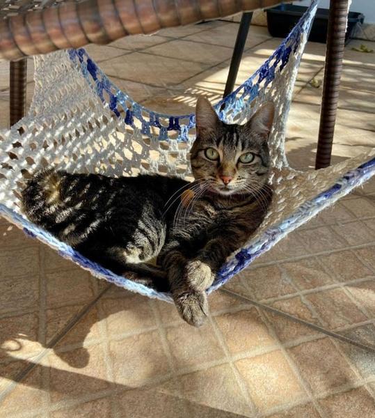 Rede para Gatos em crochê 30 x 30cm em malha com cores variadas - Ronronaria Imagem de Rede para Gatos em crochê 30 x 30cm em malha com cores variadas