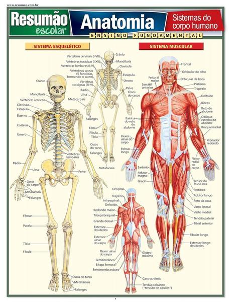 Imagem de Resumão - anatomia - sistemas do corpo humano