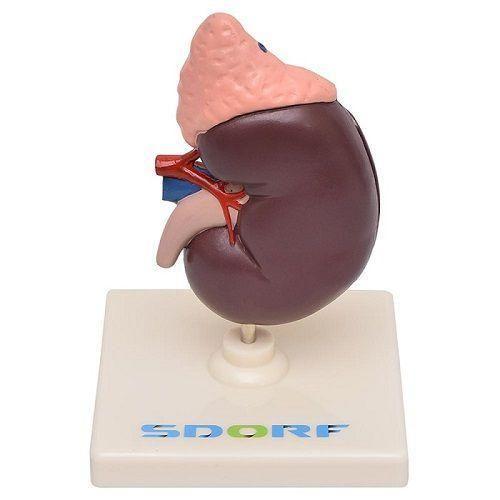 Imagem de Rim Humano Com Glândula Suprarrenal 2 Partes Anatomia