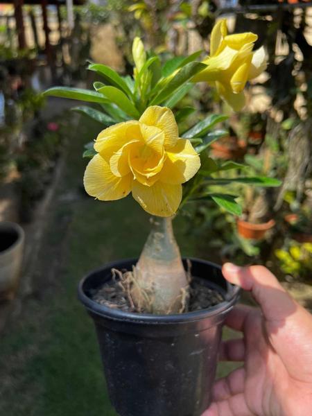 Imagem de Rosa Do Deserto Amarela + Ferrari - Plantas Premium No Vaso