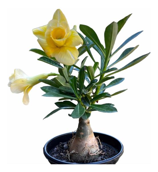 Imagem de Rosa Do Deserto Amarela + Ferrari - Plantas Premium No Vaso