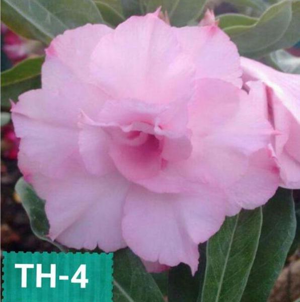 Rosa do deserto enxertada TH4 - Dm Rosa do deserto th4 Imagem de Rosa do deserto enxertada TH4