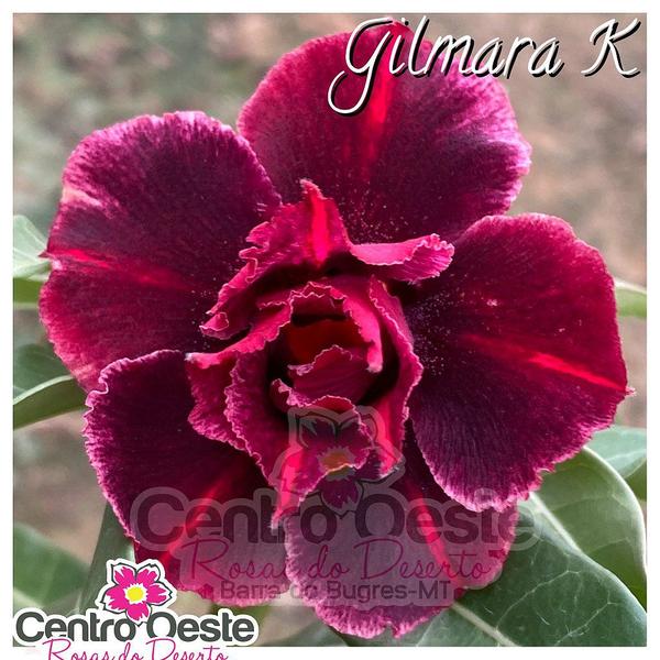 Imagem de Rosa do Deserto Enxerto - Gilmara K