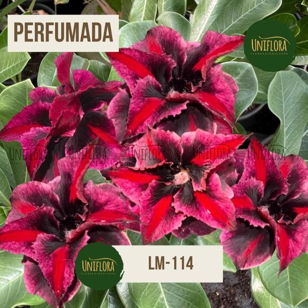 Rosa do deserto ESCURA FLOR PERFUMADA LM-114 - UNIFLORA Imagem de Rosa do deserto ESCURA FLOR PERFUMADA LM-114