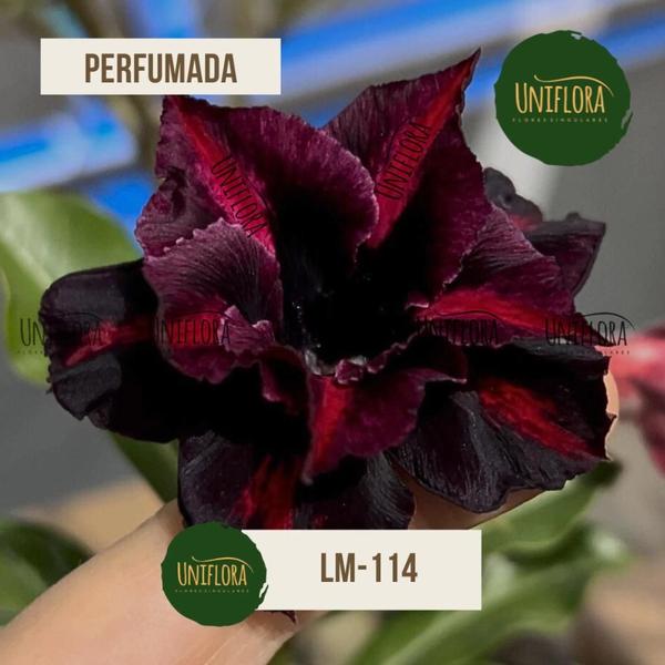 Rosa do deserto ESCURA FLOR PERFUMADA LM-114 - UNIFLORA Imagem de Rosa do deserto ESCURA FLOR PERFUMADA LM-114