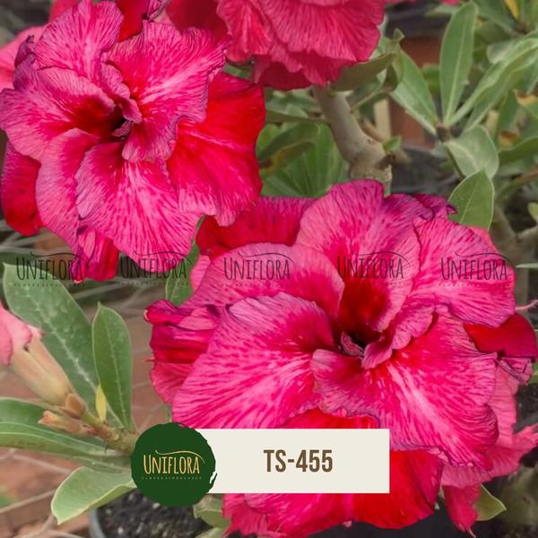 Rosa do deserto flor Vermelha Dobrada Gigante TS-455 - UNIFLORA Imagem de Rosa do deserto flor Vermelha Dobrada Gigante TS-455