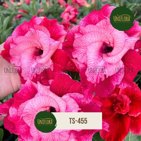 Rosa do deserto flor Vermelha Dobrada Gigante TS-455 - UNIFLORA Imagem de Rosa do deserto flor Vermelha Dobrada Gigante TS-455