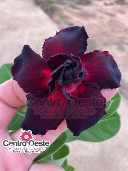 Imagem de Rosa do Deserto - Sementeira Planta 0032/22